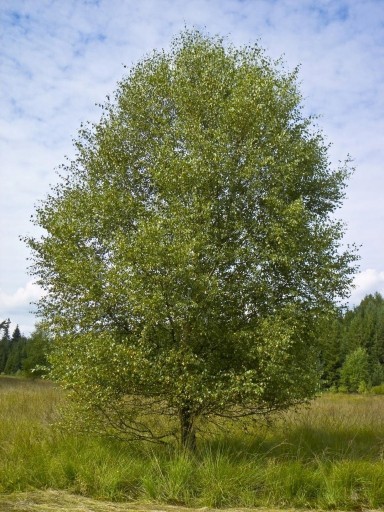 Zdjęcie oferty: Brzoza Omszona 80/120cm Betula Pubenscens