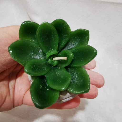 Zdjęcie oferty: Ozdobna świeczka zielony kaktus sukulent w muszli