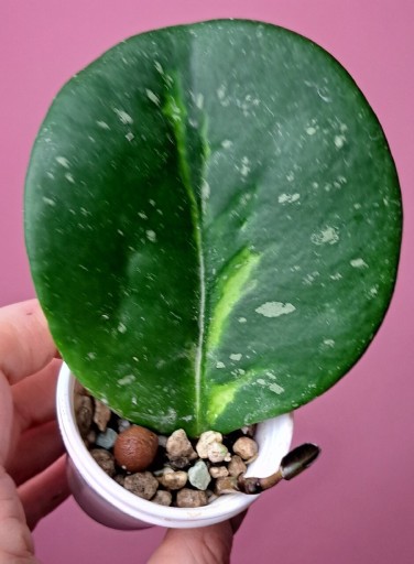 Zdjęcie oferty: Hoya obovata Variegata Picta