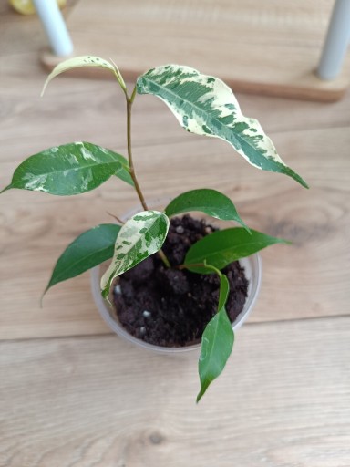 Zdjęcie oferty: Ficus/ fikus Benjamina Safari 