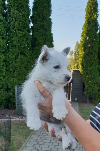 Zdjęcie oferty: West highland white terrier piesek FCI