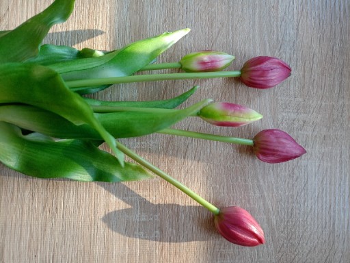 Zdjęcie oferty: Tulipany silikonowe/gumowe 5szt. Ciemny róż-bordo