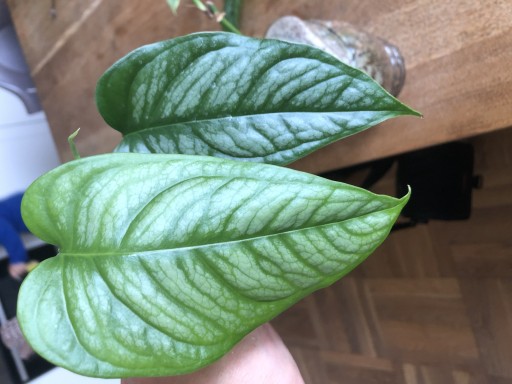 Zdjęcie oferty: Monstera Siltepecana