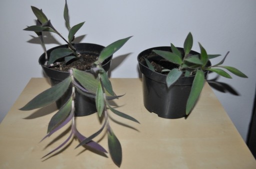 Zdjęcie oferty: Trzykrotka - Rośliny w dwóch doniczkach-ZESTAW-KRK