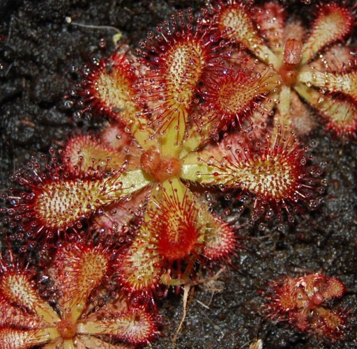 Zdjęcie oferty: Rosiczka slackii (hybrid) x capensis (nasiona)