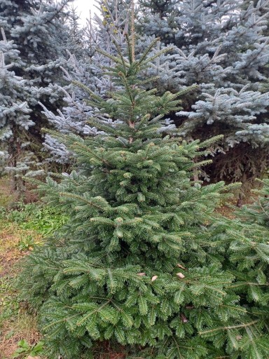 Zdjęcie oferty: Jodła kaukaska cięta, na drzewka Bożonarodzeniowe