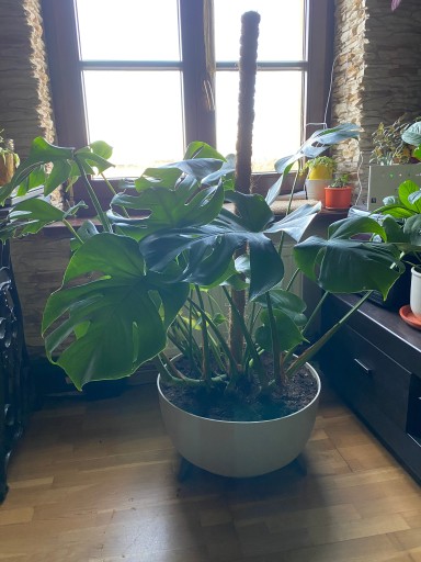 Zdjęcie oferty: Monstera Deliciosa 100cm doniczka misa Roma 47cm