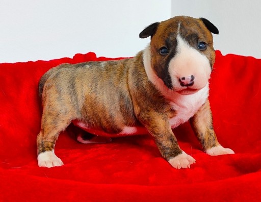 Terrier Puppies Ingrus Bull Terrier Terrier Breeders English Bull