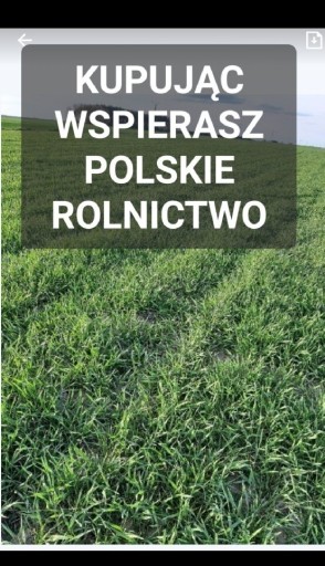 Zdjęcie oferty: Żyto ozime na poplon ziarno poplon 20 kg POLSKIE ŻYTO