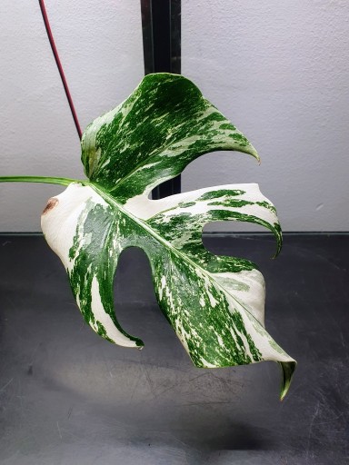 Zdjęcie oferty: Monstera Variegata - sadzonka 3-listna