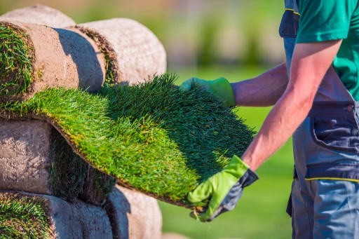 Zdjęcie oferty: Trawa w rolce, trawa z rolki - trawa naturalna