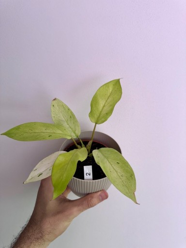 Zdjęcie oferty: Philodendron |Snowdrift |DØ6cm