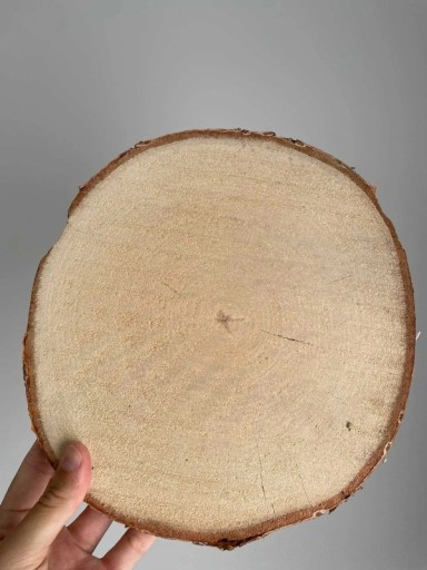 Zdjęcie oferty: Plastry drewna brzozowego:21 szt/26-27cm śr/2cm gr