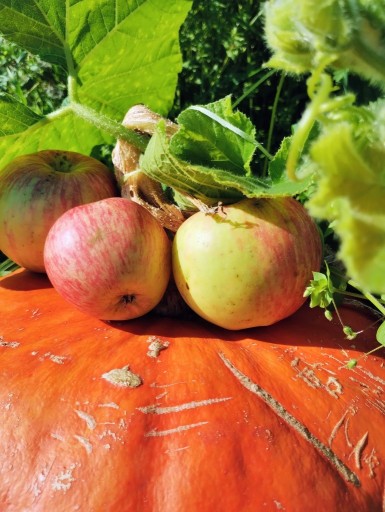 Zdjęcie oferty: Przecier dynia jabłko bez dodatków 180g {5zł/100g}