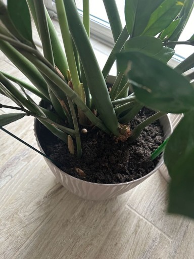 Zdjęcie oferty: Zamioculcas zamiifolia Zamiokulkas zamiolistny 