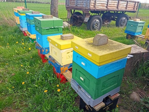 Zdjęcie oferty: Rodziny pszczele pszczoły ramka wielkopolska