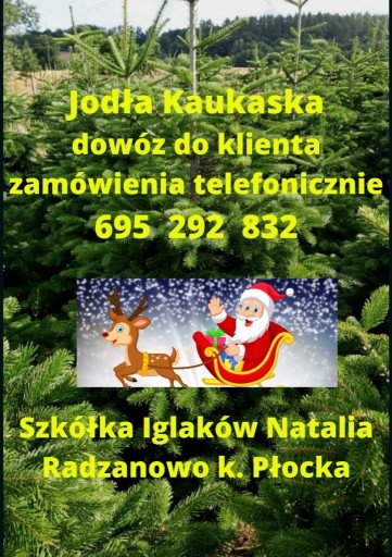 Zdjęcie oferty: Jodła Kaukaska