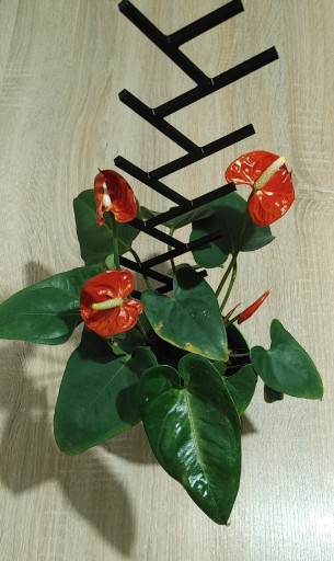 Zdjęcie oferty: Podpórka (drabinka) do kwiatów - Wysokość 39 cm