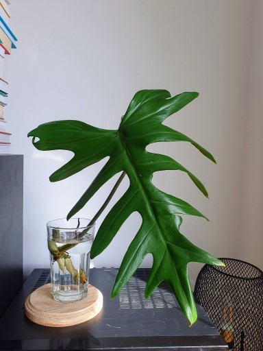 Zdjęcie oferty: Philodendron Mayoi