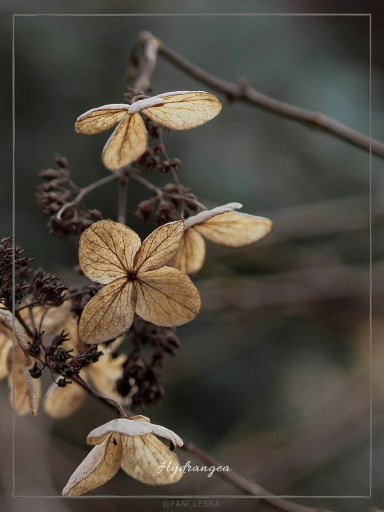 Zdjęcie oferty: Plakat Fotografia Rośliny Natura Hydrangea 30x40cm