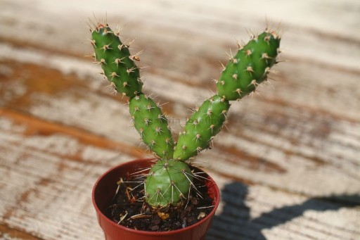 Zdjęcie oferty: Mrozoodporna Opuncja ogrodowa opuntia fragilis