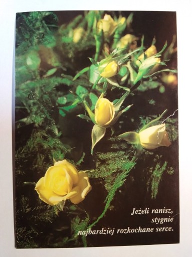 Zdjęcie oferty: Kwiaty rośliny róże fot. Piszczek
