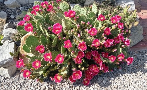 Zdjęcie oferty: Opuntia phaeacantha v. camanchica Rubra 5 szt.