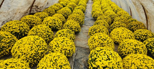 Zdjęcie oferty: Chryzantemy drobnokwiatowe - TRANSPORT