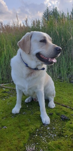 Zdjęcie oferty: Labrador retriever krycie rodowód