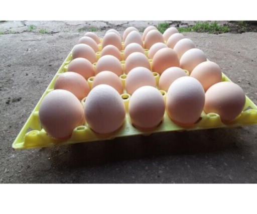 Zdjęcie oferty: Sprzedam jajka wiejskie z Dowozem 