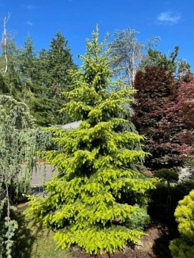 Zdjęcie oferty: Świerk serbski Picea Omorika Golden Rain i Zielony