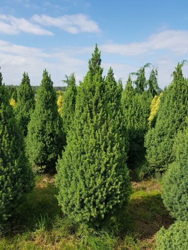 Zdjęcie oferty: Conica 100-110 cm Picea glauca świerk biały 