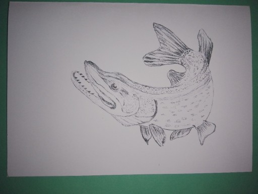 Zdjęcie oferty: Kartka z życzeniami dla wędkarza, ryba -szczupak.