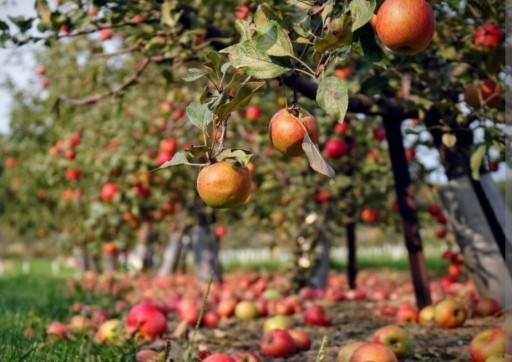 Zdjęcie oferty: Jabłka WŁASNE ekologiczne beż nawozów 