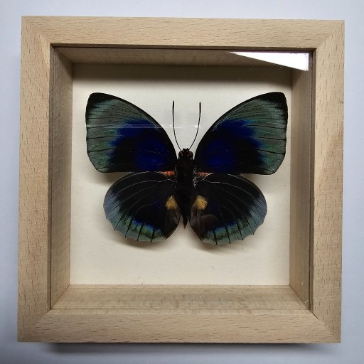 Zdjęcie oferty: Motyl w gablotce Agrias Beatifica Lachaumei 