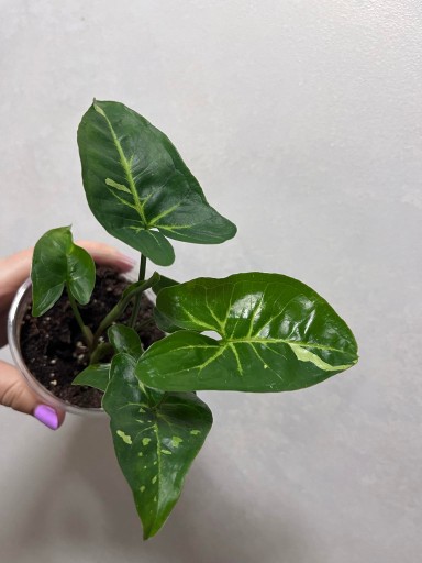 Zdjęcie oferty: Syngonium panda unikat