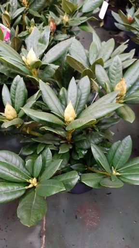 Zdjęcie oferty: Rododendron C4  - Pierwszy gatunek,dobre odmiany, 