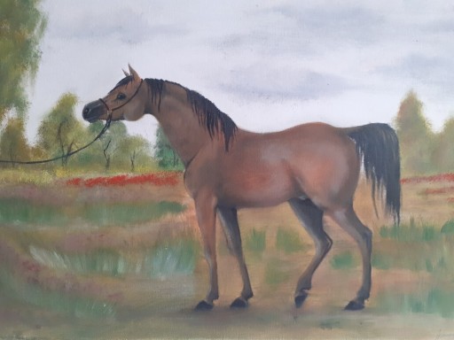 Zdjęcie oferty: Farby olejne na płótnie koń arabski 40x60