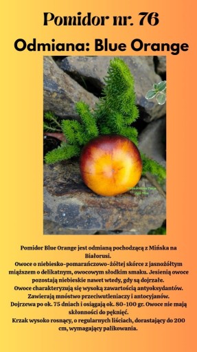 Zdjęcie oferty: Nasiona Pomidorów Blue Orange 