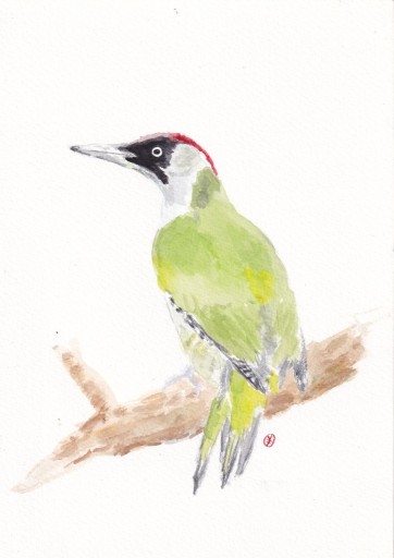 Zdjęcie oferty: DZIĘCIOŁ ZIELONY autorska akwarela A4