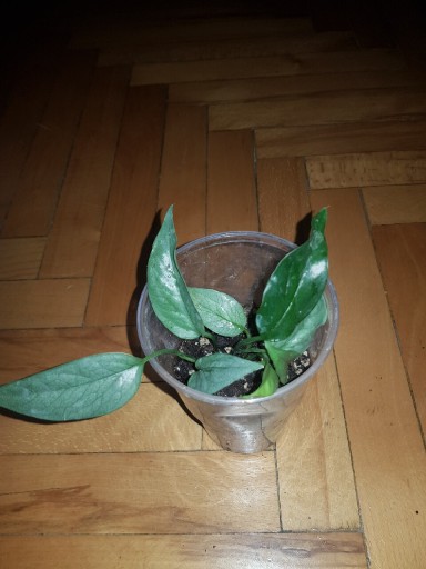 Zdjęcie oferty: Epipremnum pinnatum pinatum cebu Blue 2w1