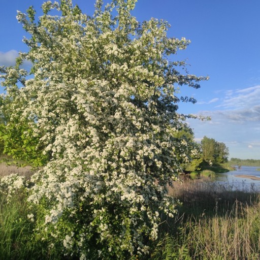 Zdjęcie oferty: Ekstrakt z kwiatów głogu 100 ml