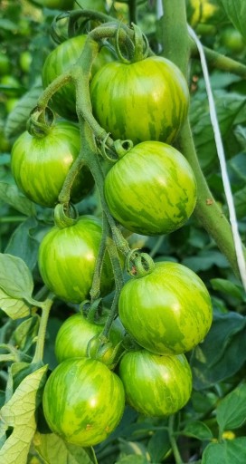 Zdjęcie oferty: pomidor Tigerella nasiona kolekcjonerskie