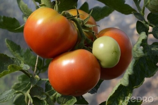 Zdjęcie oferty: Sadzonki pomidorów