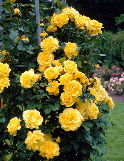 Zdjęcie oferty: Róża Pnąca | Żółta