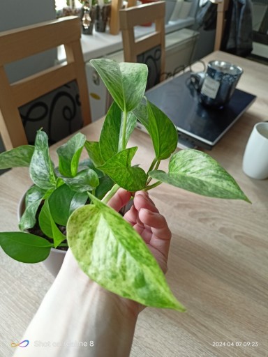 Zdjęcie oferty: Epipremnum marble Queen 