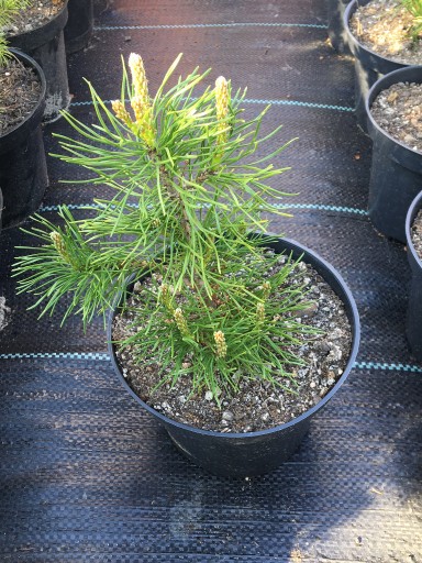 Zdjęcie oferty: Pinus mugo sosna górska kosodrzewina PUMILIO