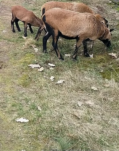 Zdjęcie oferty: 2 owce kameruńskie zakocone