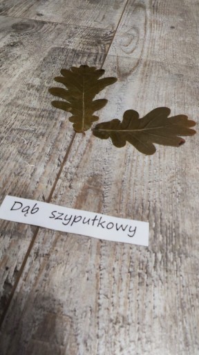 Zdjęcie oferty: Ususzony liść Dąb szypułkowy z napisem zielnik 
