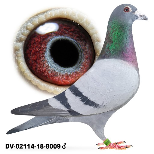 Zdjęcie oferty: Samiec Oryg. Team Schlief Stiens Leo Heremans Linia Olympiade 003